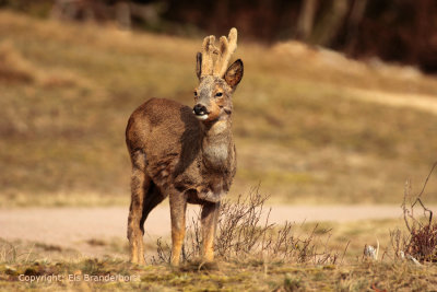 Ree - Roe Deer