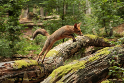 Springende vos - Jumping fox