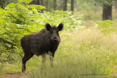 Wild zwijn - Wild Boar