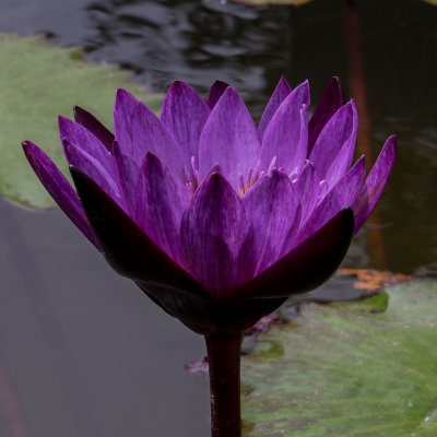 Zilker Botanical Gardens