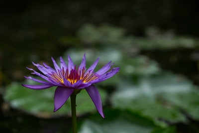 Zilker Botanical Gardens