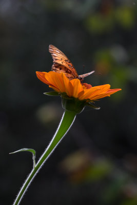 Zilker Botanical Gardens