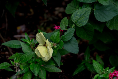 Zilker Botanical Gardens