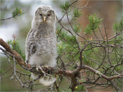 Ural owl chicken II