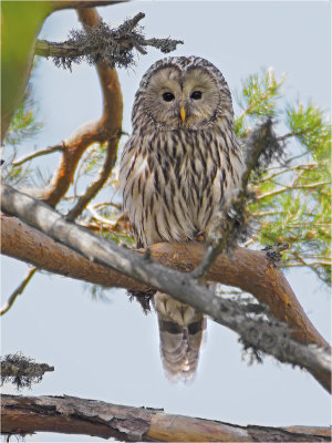 Ural owl VI