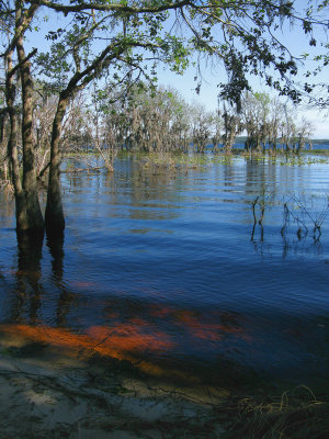 Red Cypress water..