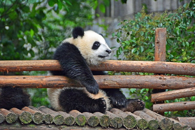 02_Middle_Panda_sits_all_day.jpg