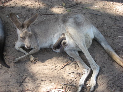 7. Junior is sleeping in the pouch