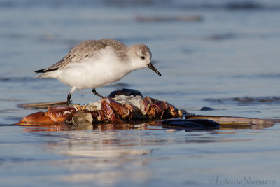 Drieteenstrandloper - Sanderling - Calidris alba