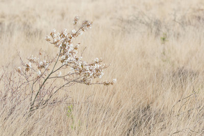 Krentenboom - Juneberry - Amelanchier lamarckii