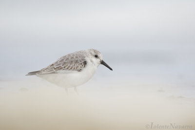 Drieteenstrandloper - Sanderling - Calidris alba