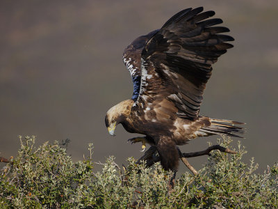 Spaanse Keizerarend - Spanish Imperial Eagle - Aquila adalberti