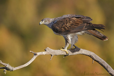 Havikarend - Bonelli's eagle - Aquila fasciata