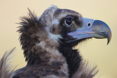 Monniksgier - Cinereous Vulture - Aegypius monachus