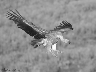 Vale Gier - Griffon Vulture - Gyps fulvus