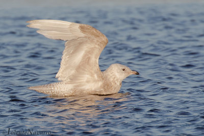 Kleine Burgemeester - Iceland Gull - Larus glaucoides