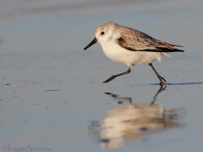 Drieteenstrandloper - Sanderling - Calidris alba