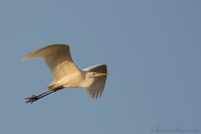 Grote Zilverreiger - Great Egret -Ardea alba