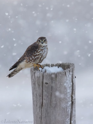 Smelleken - Merlin - Falco columbarius