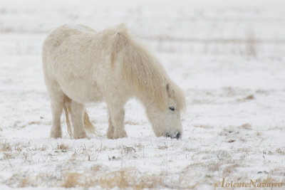 Shetlander - Shetland Pony
