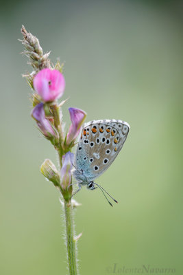 Adonisblauwtje - Adonis Blue - Polyommatus bellargus