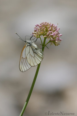 Groot Geaderd Witje - Black-veined White - Aporia crataegi