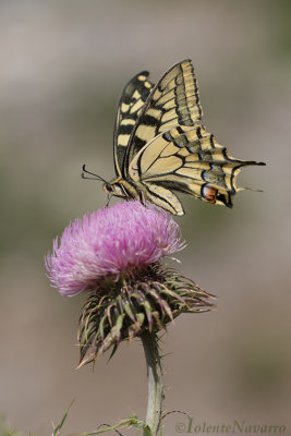 Koninginnenpage - Swallowtail - Papilio machaon