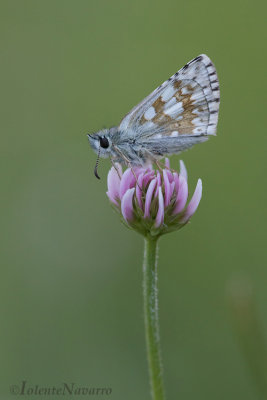 Witgezoomd Spikkeldikkopje - Safflower Skipper - Pyrgus carthami