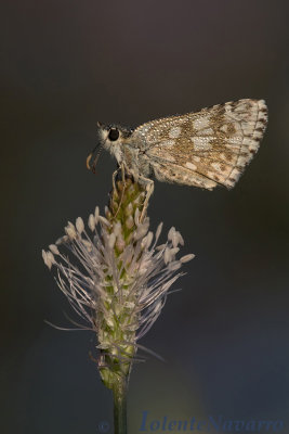 Witgezoomd Spikkeldikkopje - Safflower Skipper - Pyrgus carthami