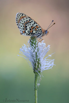 Tweekleurige Parelmoervlinder - The Spotted Fritillary - Melitaea didyma