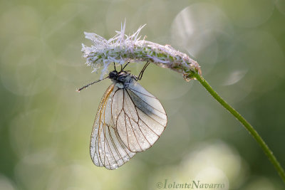 Groot Geaderd Witje - Black-veined White - Aporia crataegi