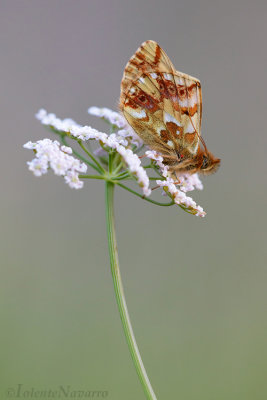 g10/00/977000/3/167795000.CzWl8fgJ.jpg