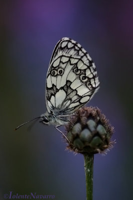 Dambordje - Marbled White - Melanargia galathea