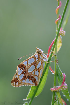 Kleine Parelmoervlinder - Queen of Spain Fritillary - Issoria lathonia