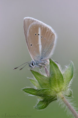 Witstreepblauwtje - Damon Blue - Polyommatus damon
