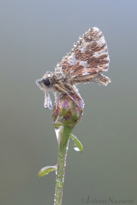 Kalkgraslanddikkopje - Red-underwing Skipper - Spialia sertorius