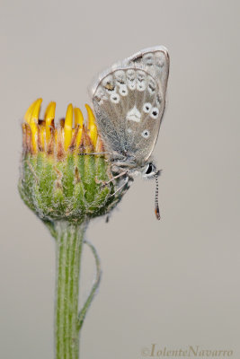Noordelijk Manschildblauwtje - Glandon Blue - Agriades glandon