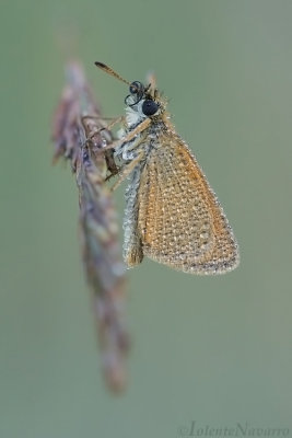 Dwergdikkopje - Lulworth Skipper - Thymelicus acteon