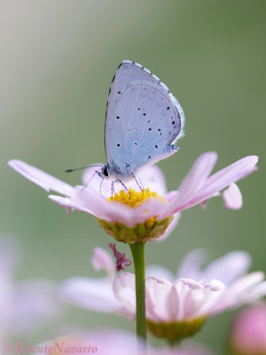 Boomblauwtje - Holly Blue - Celastrina argiolus 
