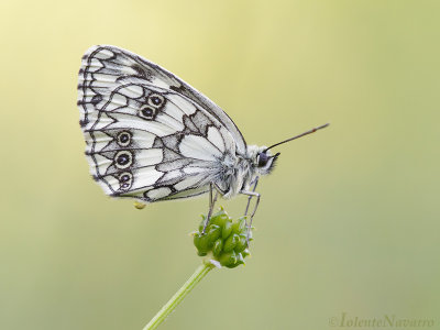Dambordje - Marbled White - Melanargia galathea