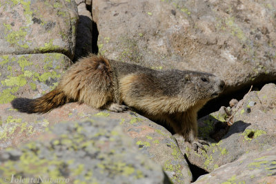 Alpen Marmot- Alpine Marmot - Marmota marmota