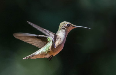 Hummingbirds