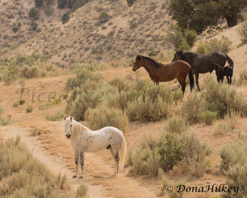 Handsome-6july2017- Corral Gulch