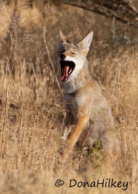 Coyote pup