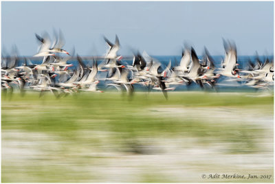 Black skimmer