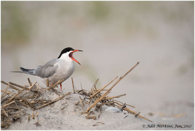 Common tern