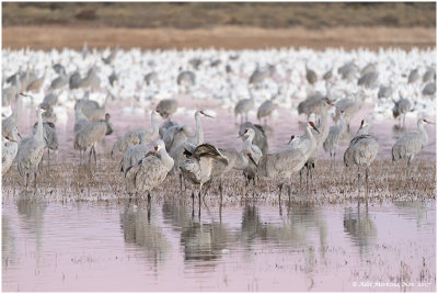 In the wetlands