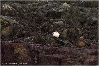 Common eider