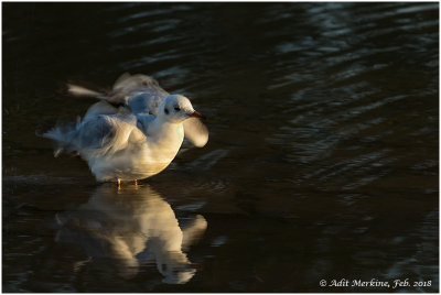 Gulls