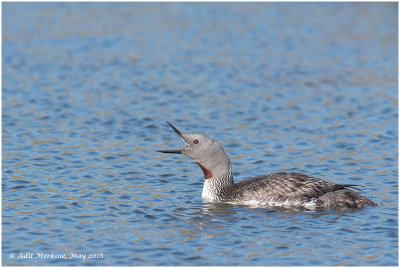 Red-throated loon